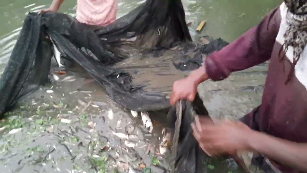 আলহামদুলিল্লাহ অনেক মাছ পেলাম 😲😲
