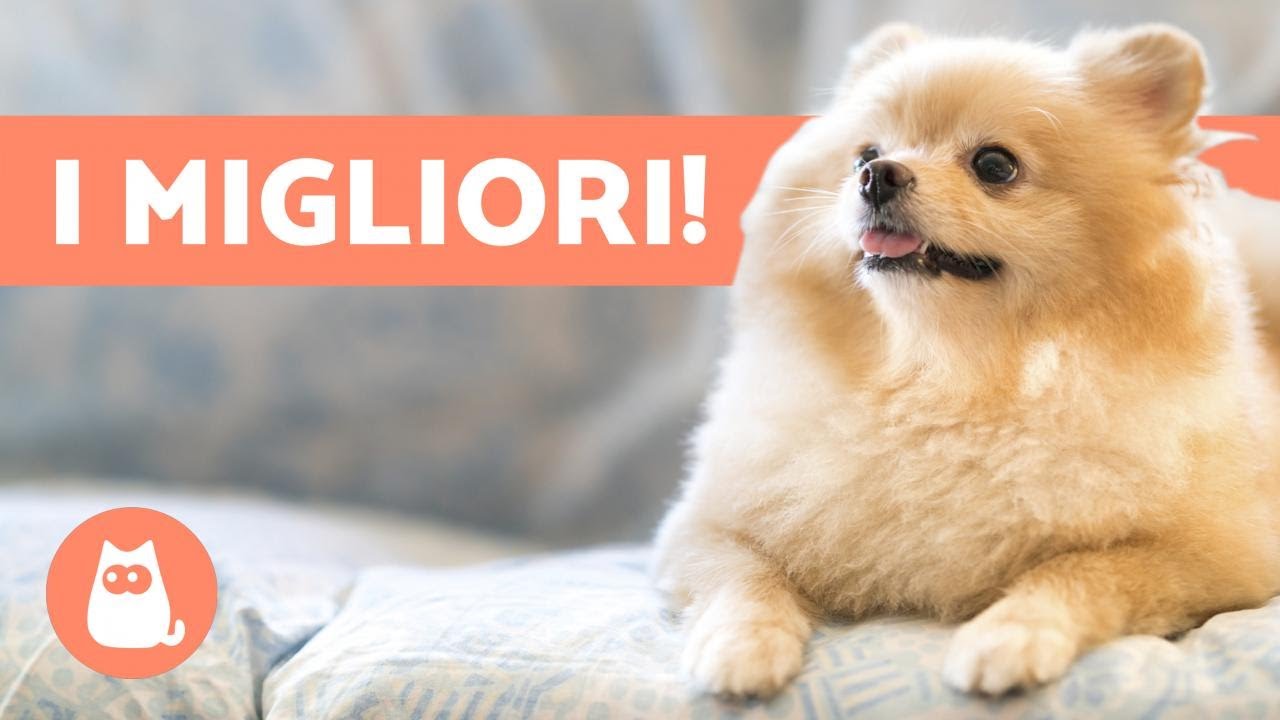 10 CANI da APPARTAMENTO 🏠