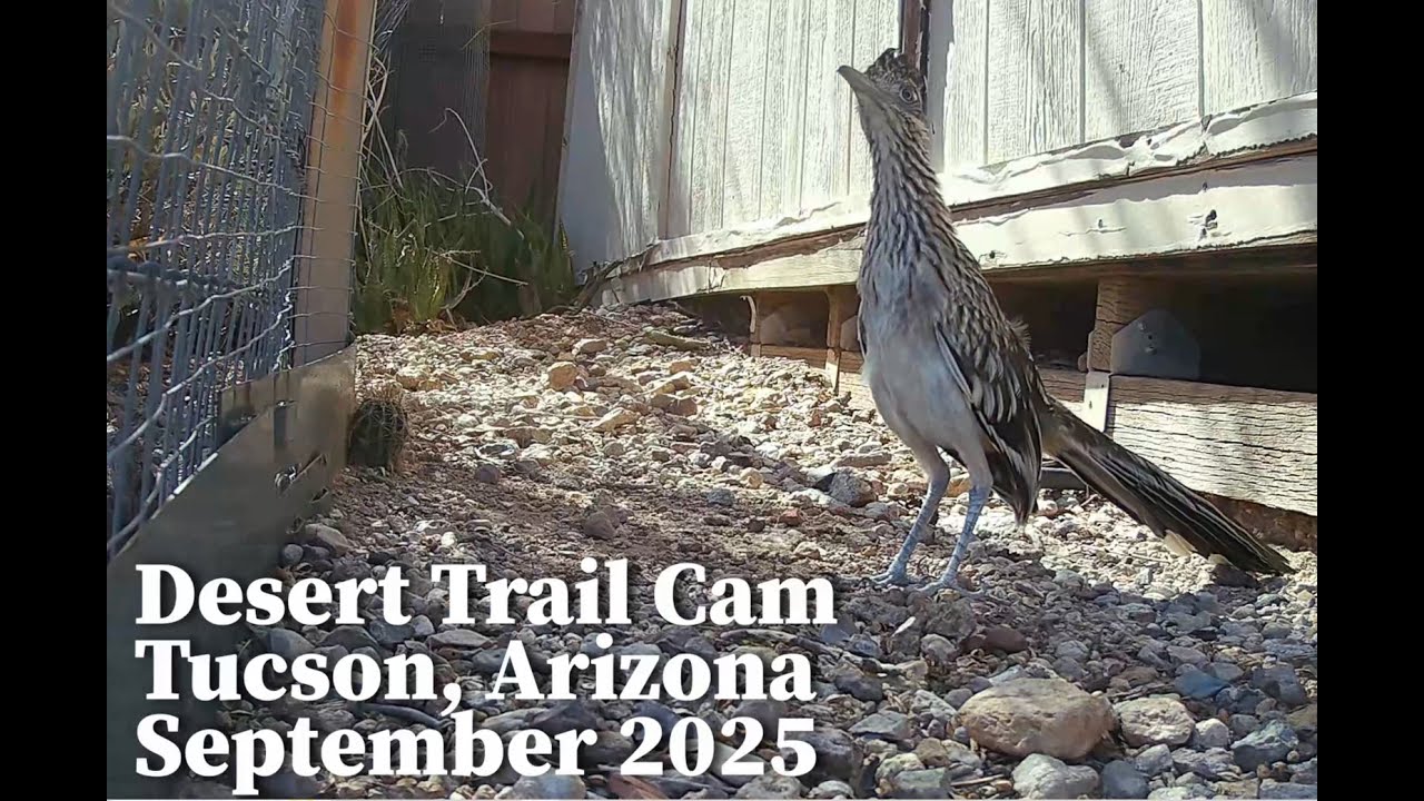 Камера Desert Trail Cam — Тусон, Аризона — сентябрь 2025 г. — Летучие мыши, питающиеся нектаром, ...