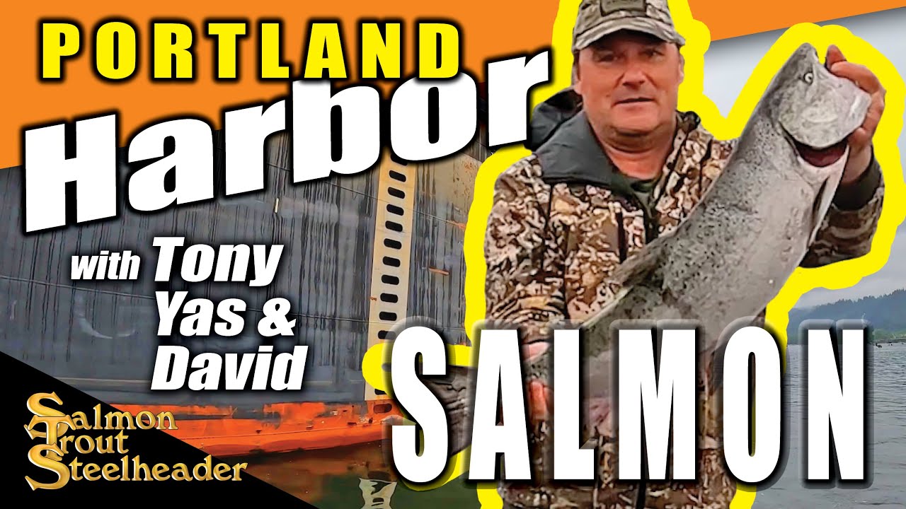 Portland Harbor SALMON!