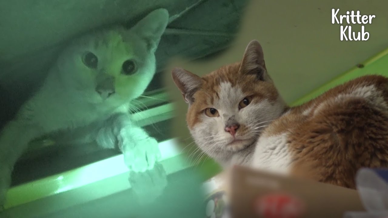 Вход запрещен, кот появился в магазине из ниоткуда🙀 | Криттер Клуб