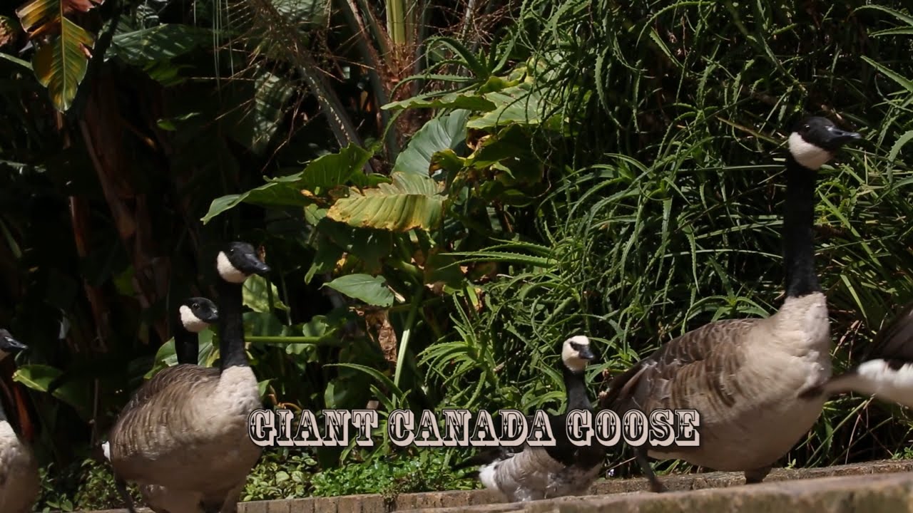 Giant Canada Goose