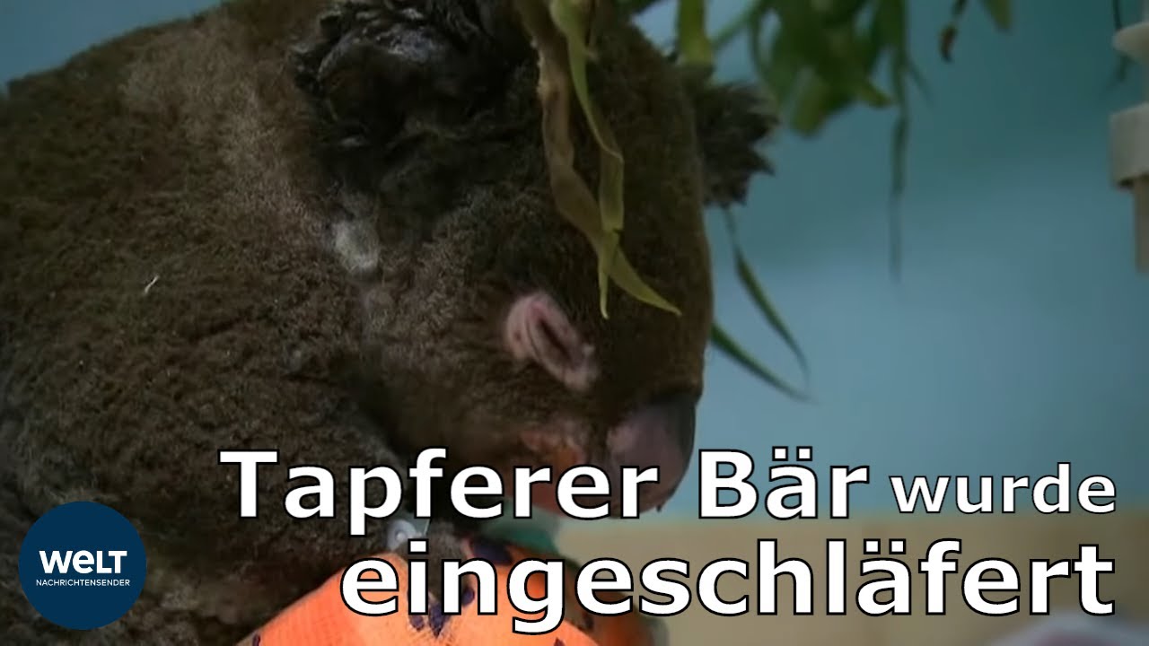 Geretteter Koala erliegt seinen Brandverletzungen