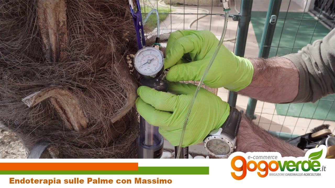Come CURARE LE PALME con la tecnica dell'ENDOTERAPIA: GogoInject contro la Paysandisia