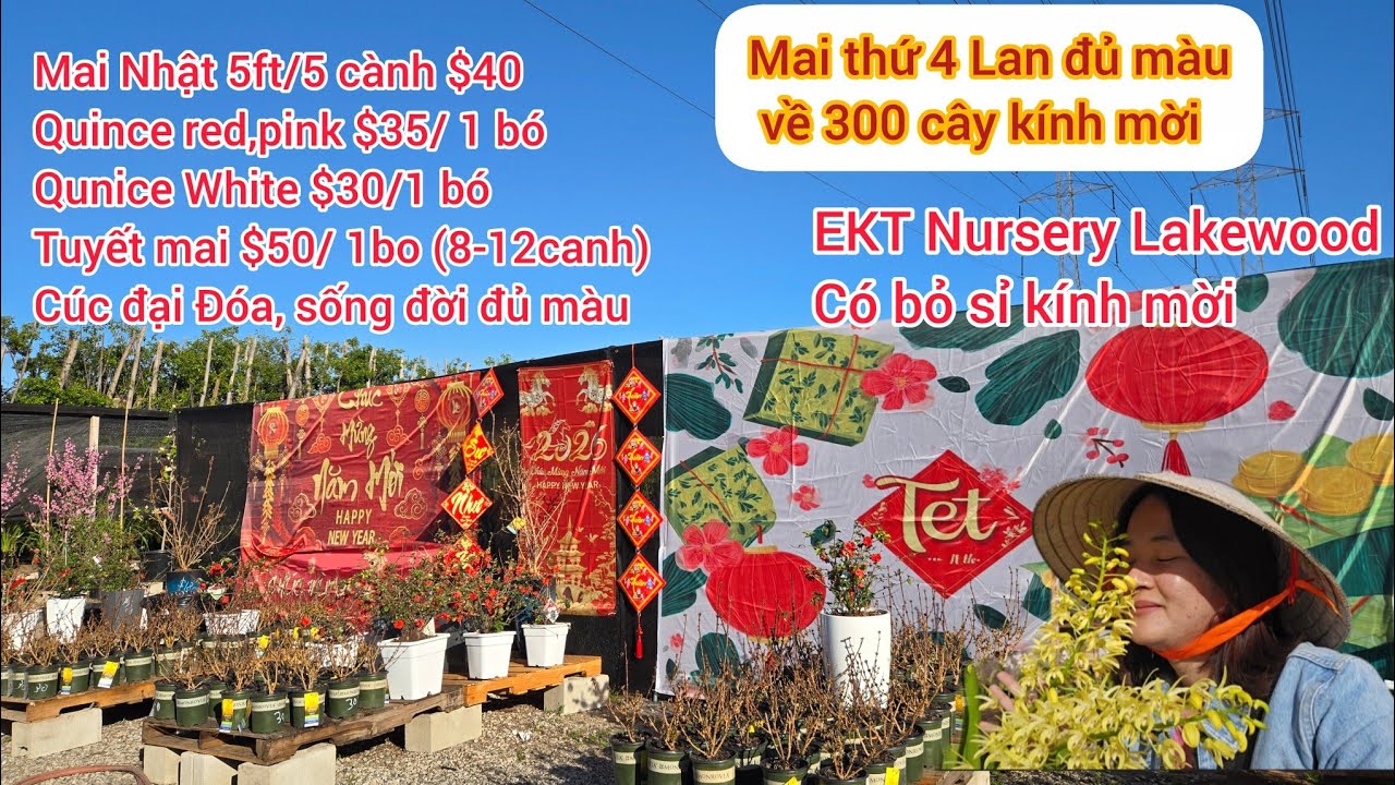 Mai Nhật $40 5 cành 5ft, đào, mai đủ loại, Lan Sưu tầm giá rẻ, cây ăn trái nhiệt đới giá rẻ, EKT