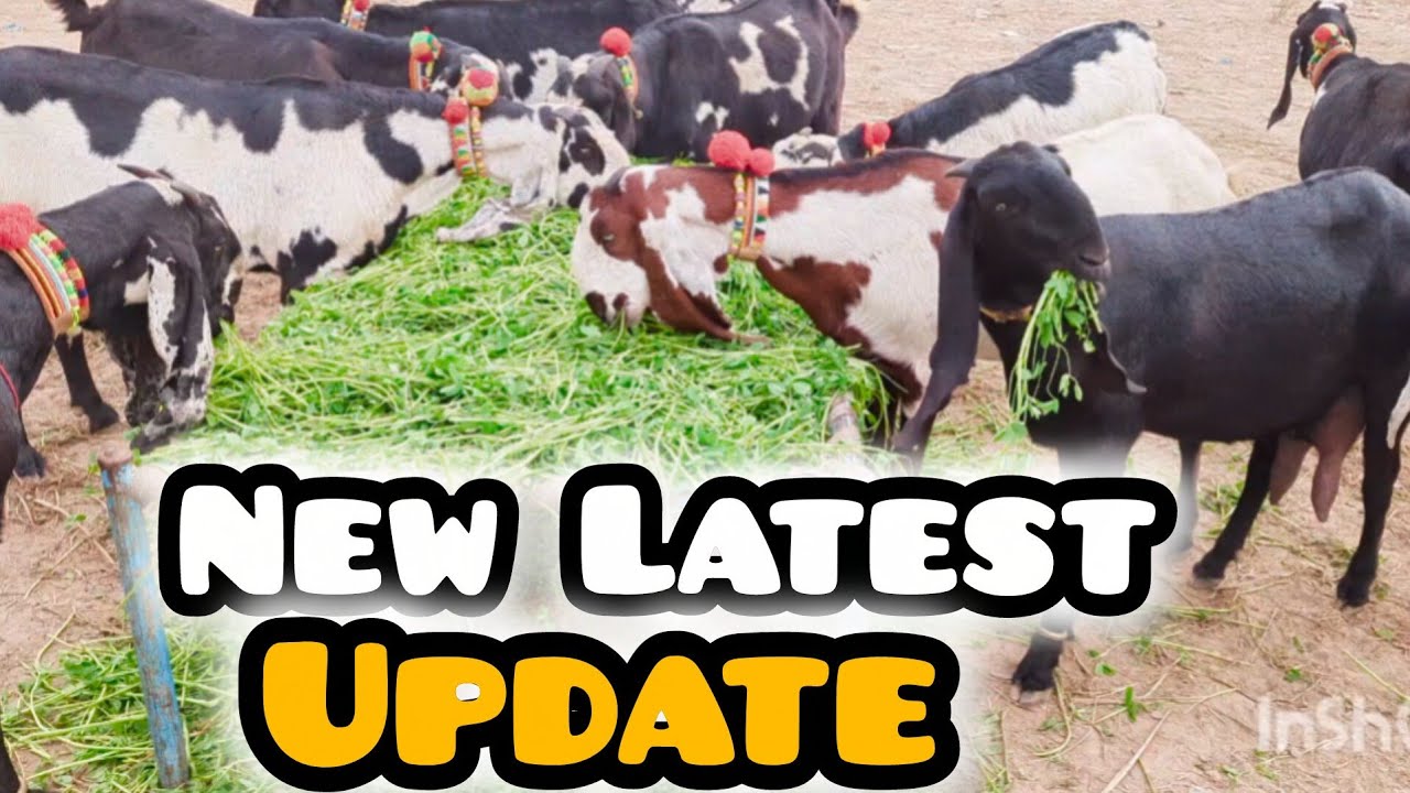 Faisalabad Goat Mandi New latest Update 21-01-2026