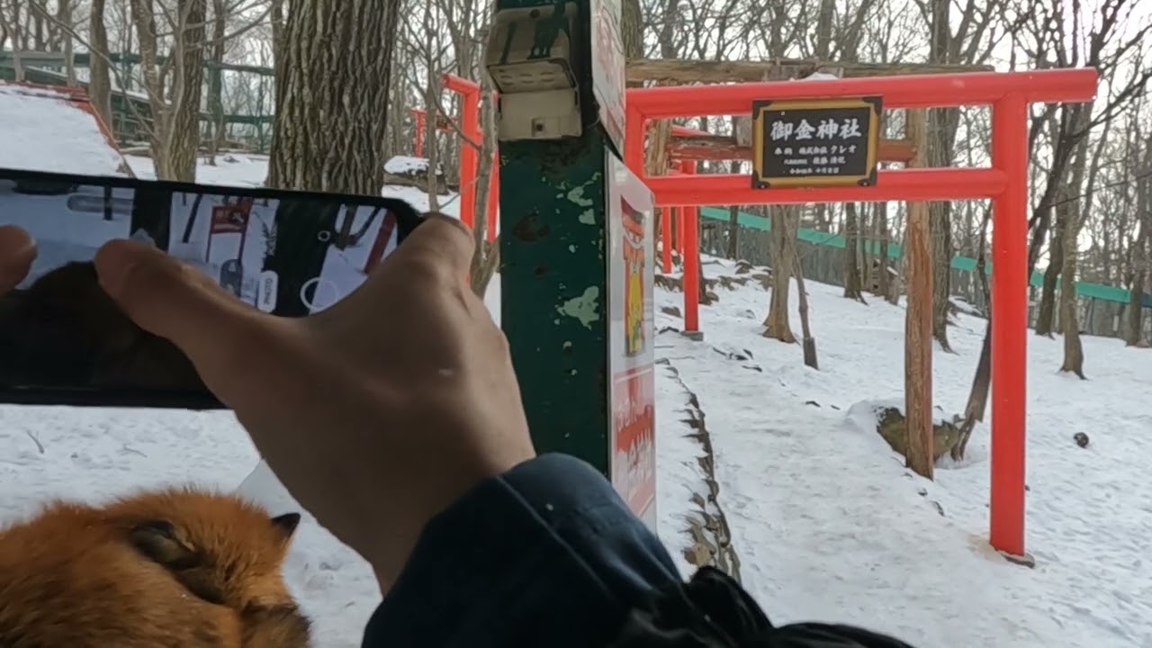 Wild Fox Town walkaround at Kitsunemura, JP