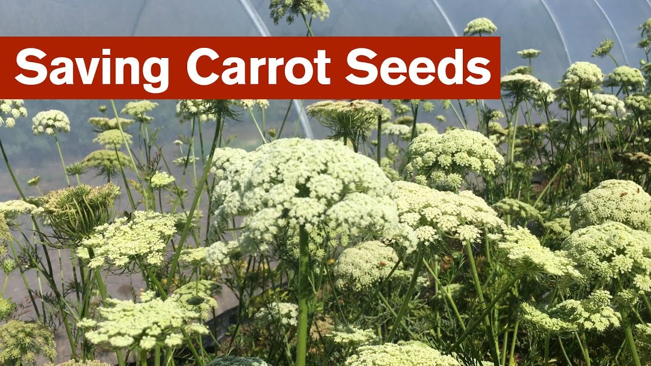 Saving Carrot Seeds