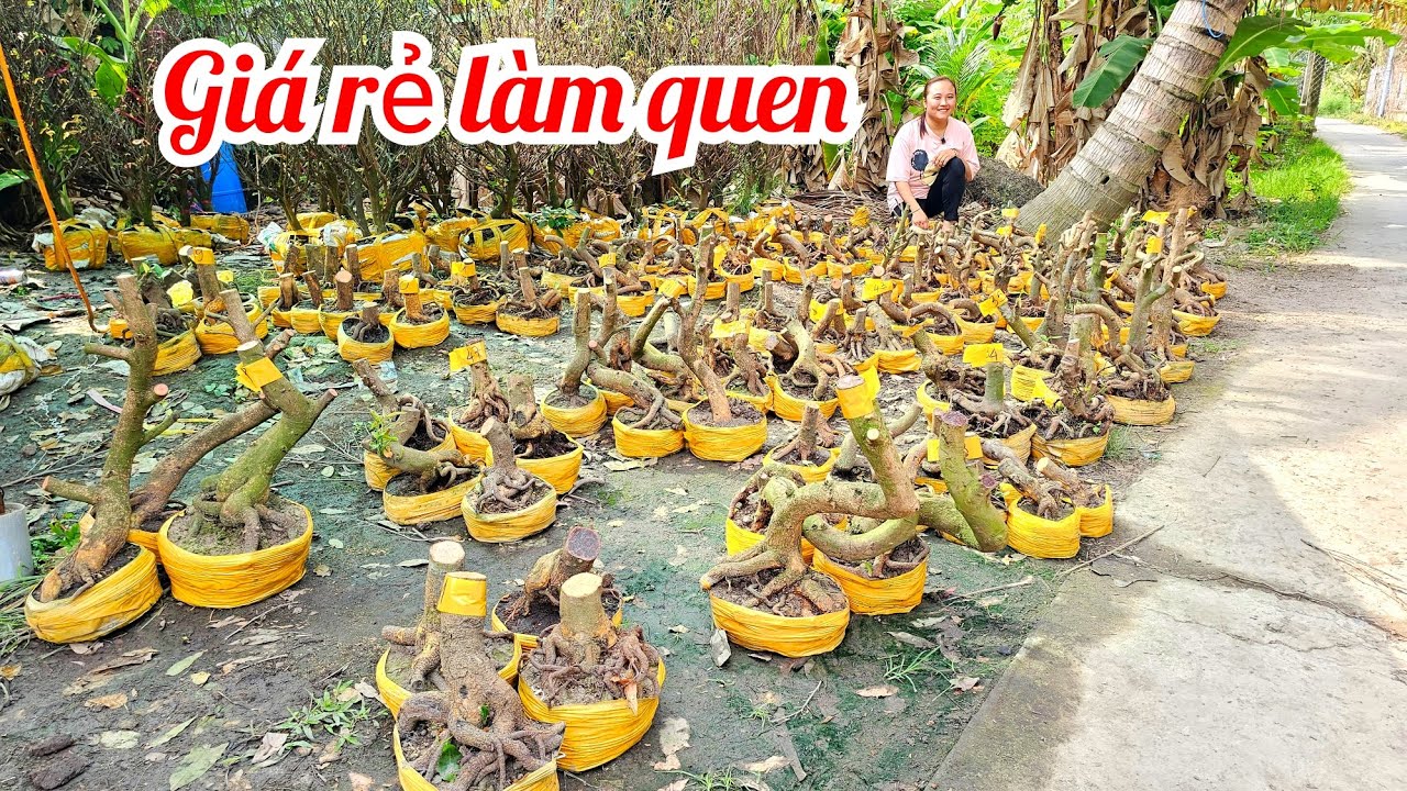 Em Thắm 📲 0327347301 giá rẻ làm quen mai Giảo Thủ Đức đế đẹp giá rẻ 6/3 Chợ Gạo (@MaivàngQuêdừa)