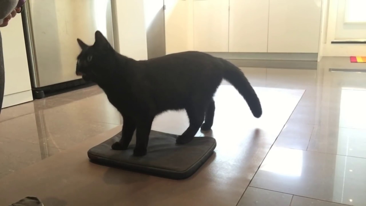 Cat Tricks: Clicker train your cat to go to their bed, or a mat.