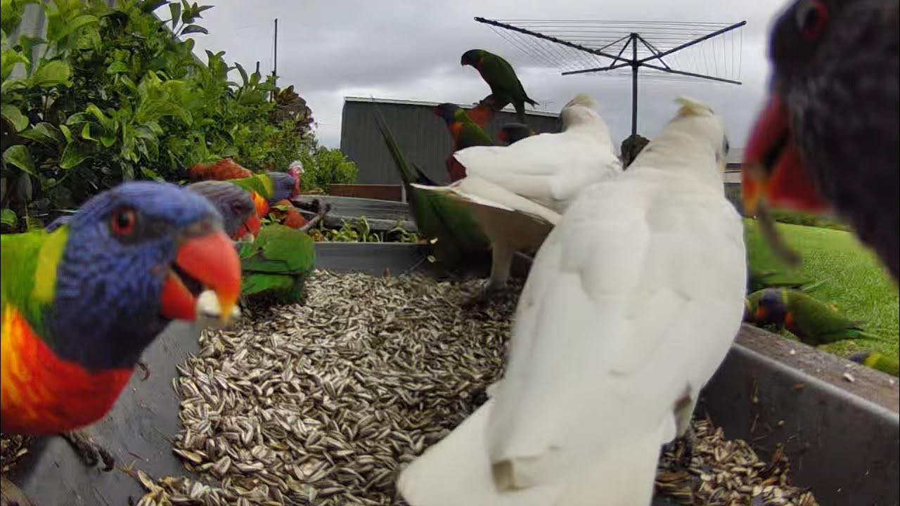 Australian bird feeder cam | 16/1/26  | rainbow lorikeets | galahs | cat tv | crazy sounds | feeding