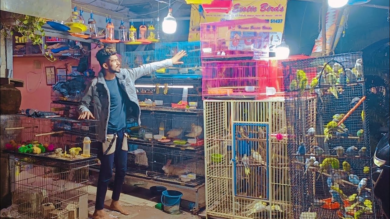 Hasan exotic birds offer Sunday to Sunday