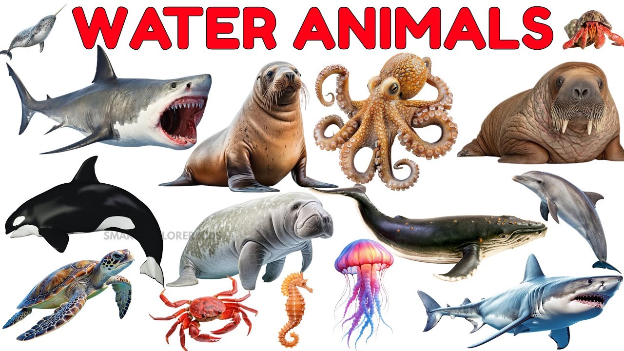Морские животные для детей 🐬 | STEM-образование и морская лексика для дошкольников
