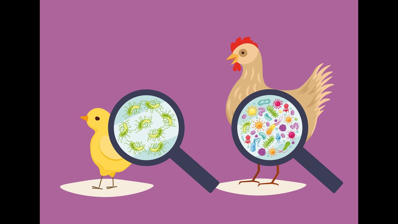 Combating Salmonella Infection by Exploring Microbial Competition in Chicken Guts