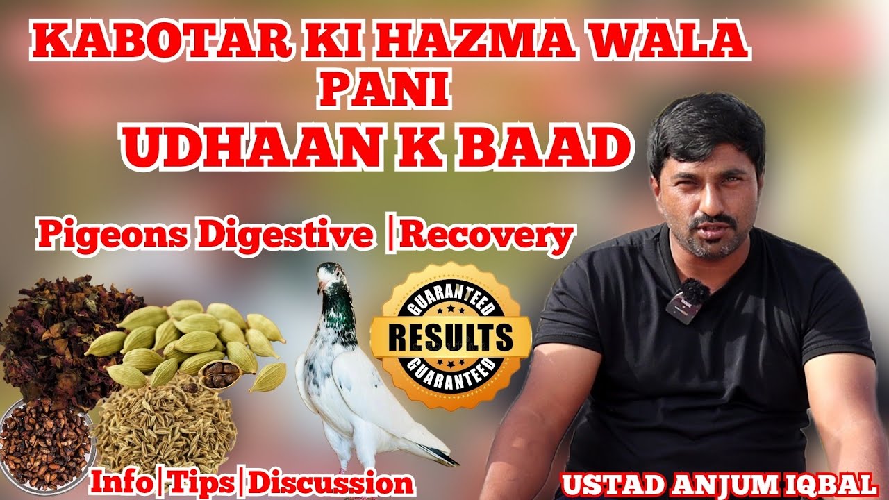 Ustad Anjum Iqbal|Kabotar Ki Hazma Wala Pani Udhaan K Baad|Pigeons Recovery Digestive Treatment|Info