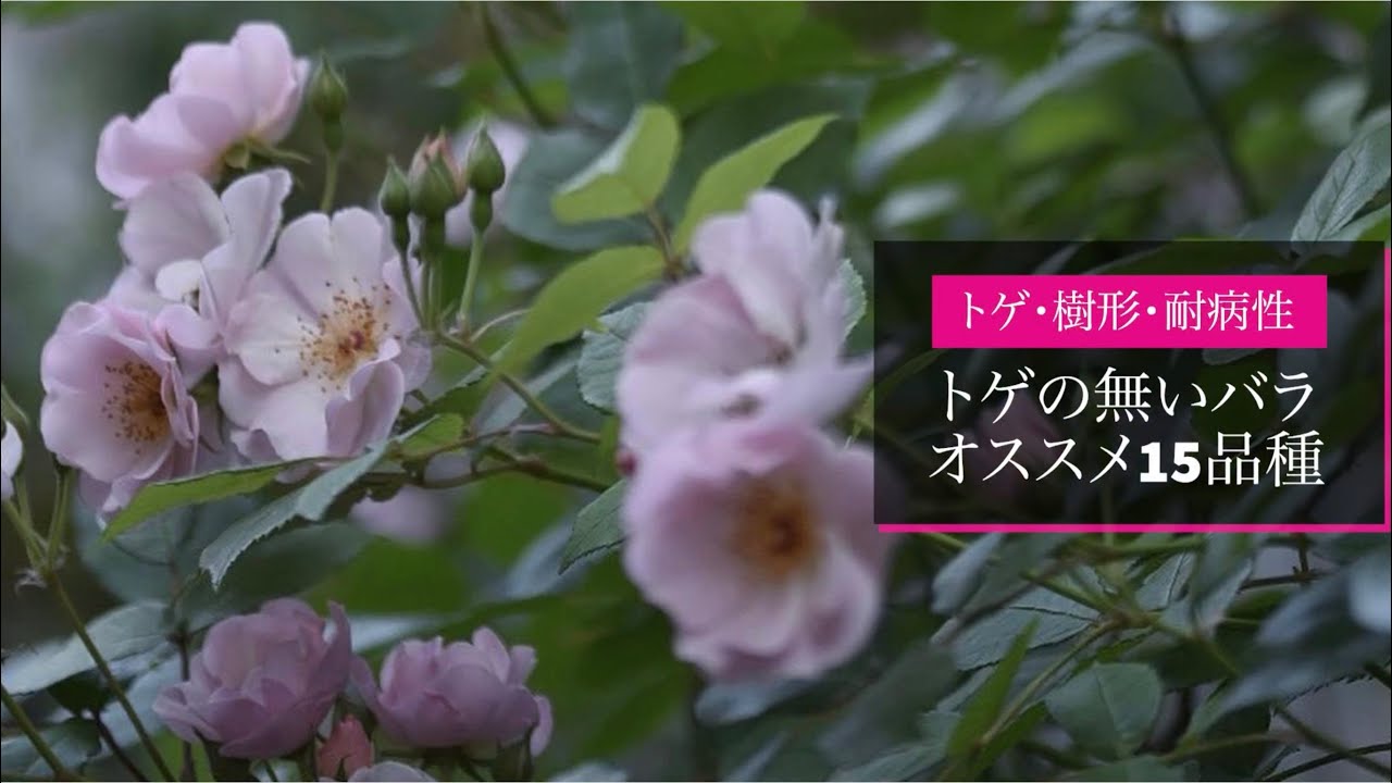 【オススメのトゲ無しバラ】トゲ・樹形・耐病性について