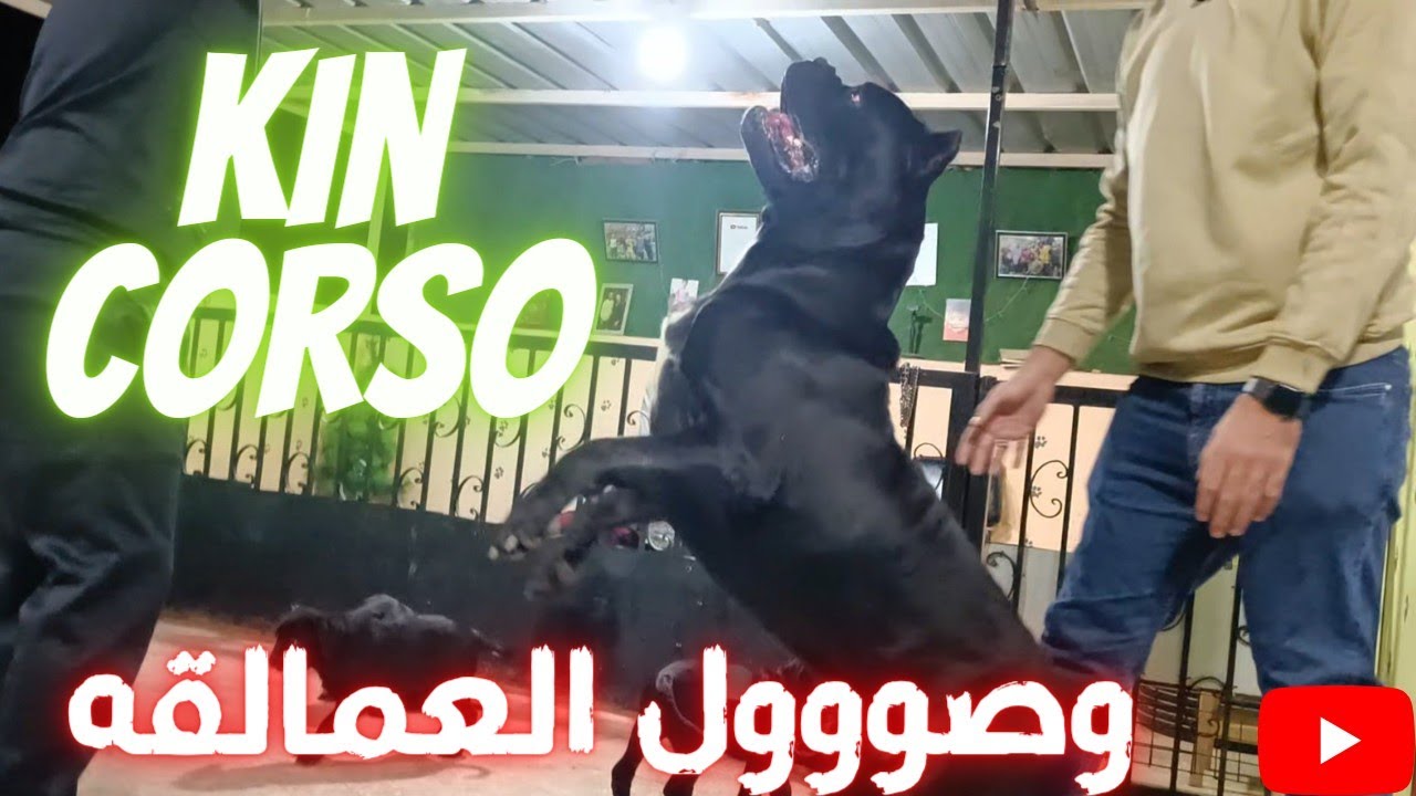 وصووووووول اعلي جراوي كين كورسو في مصر وبنص السعر