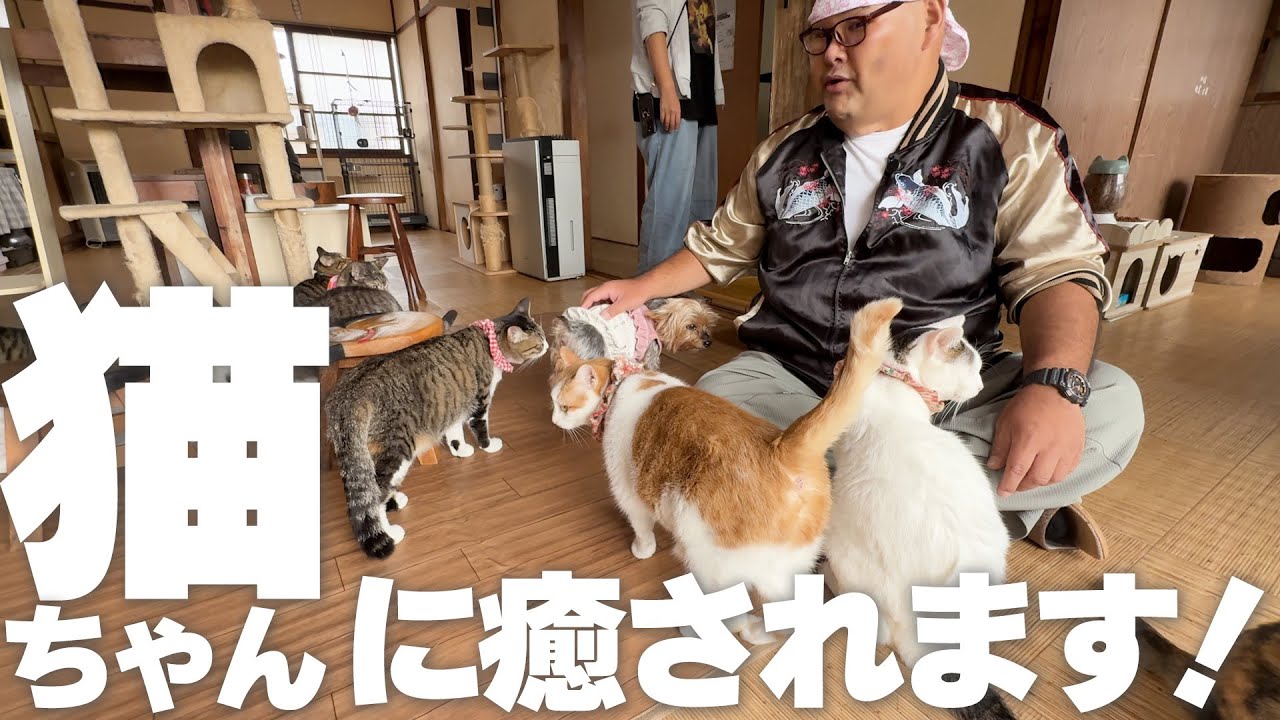 【保護猫カフェ猫の道草】猫ちゃんに癒されます！【和歌山市】