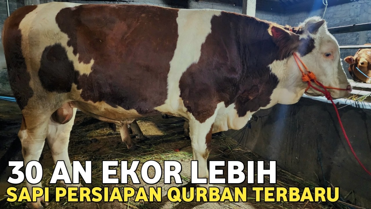 HARGA SAPI TERBARU 2026‼️SAPI PERSIAPAN QURBAN EKONOMIS & JUMBO