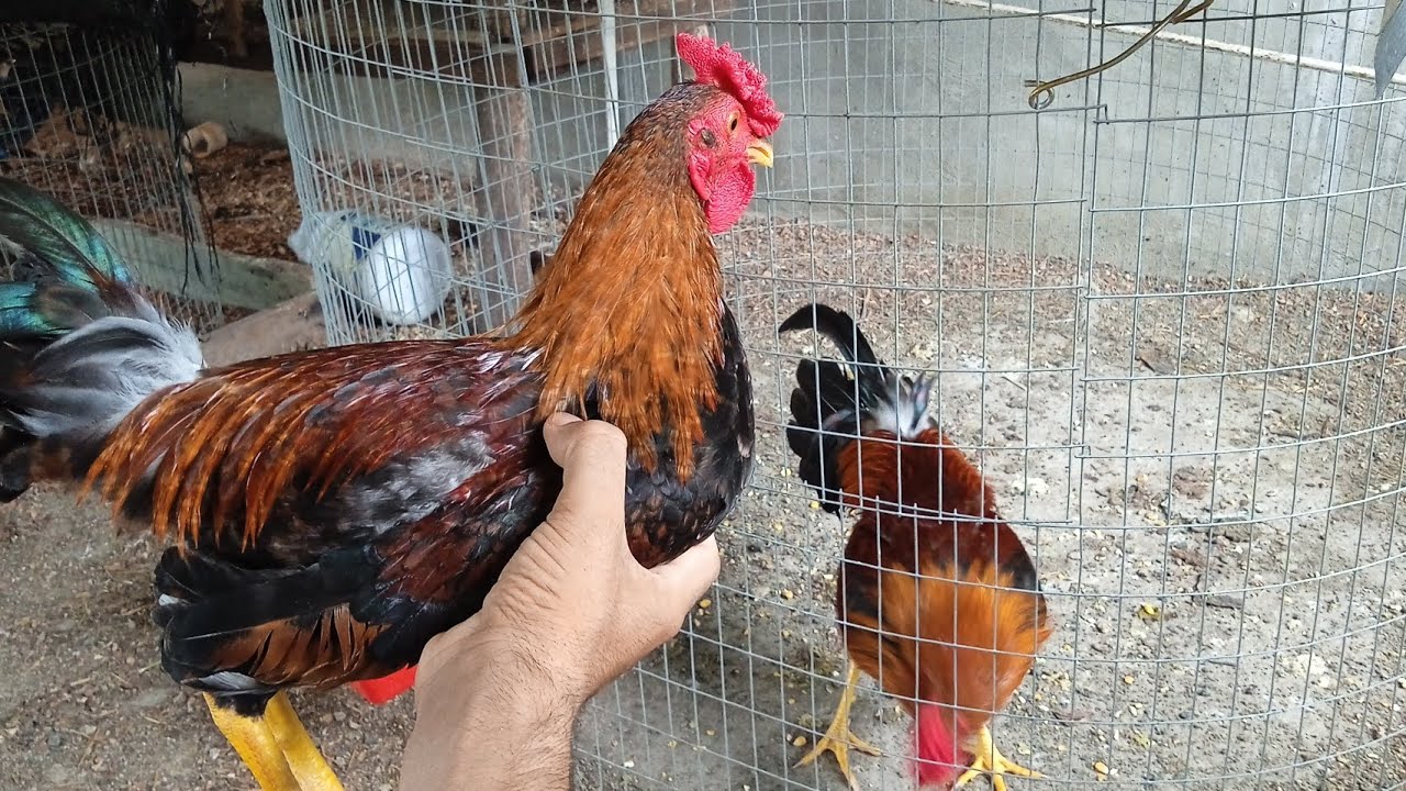 criadero de gallos finos