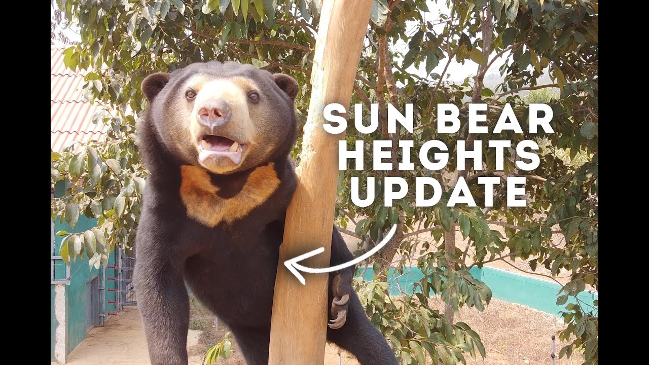 Sun Bear Heights UPDATE - A UK First Mixed Species Habitat!