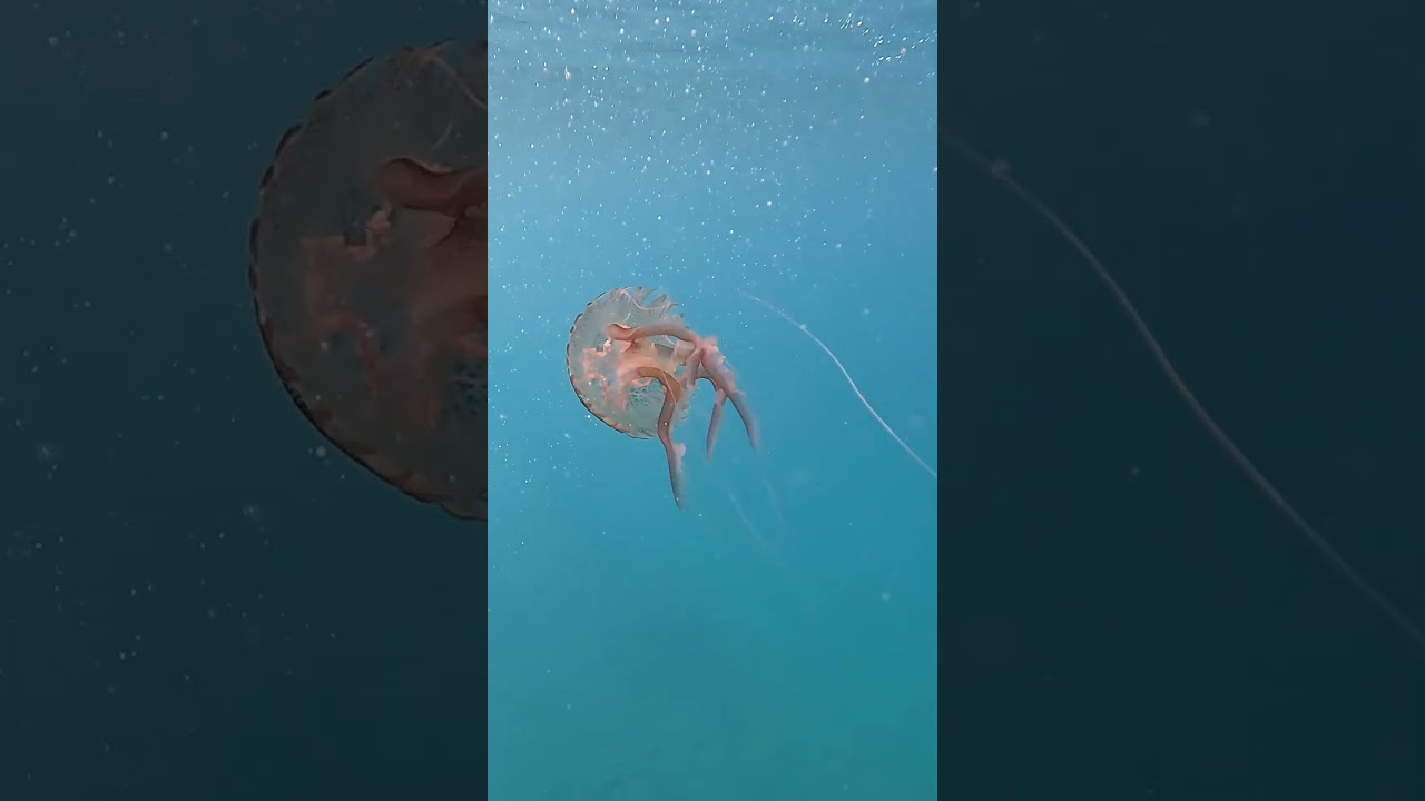Nel mar Ligure - Medusa luminosa - Pelagia noctiluca - Purple jellyfish #fishing #fish #jellyfish