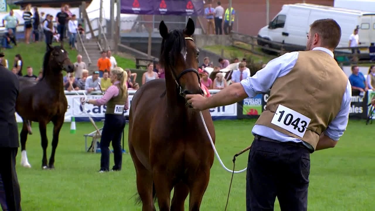 Cobiau Cymreig - Ebol Blwydd | Welsh Cobs - colt yearling