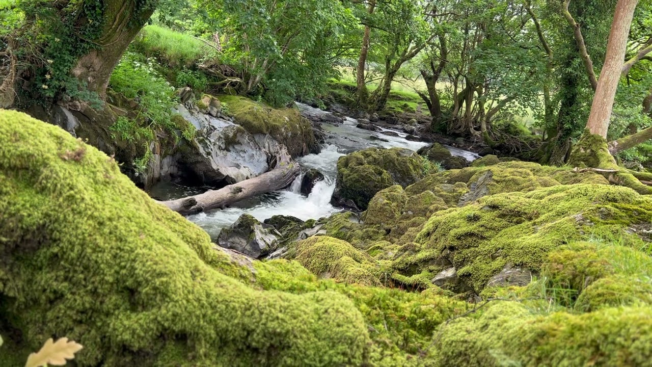 Mossy Woodland Waterfall | 1 Hour