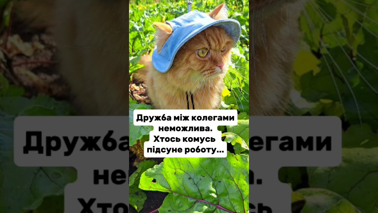 Дружба #гуморукраїна #веселівідео #кітблогер #робота #топвідео #смішнівідео #cat