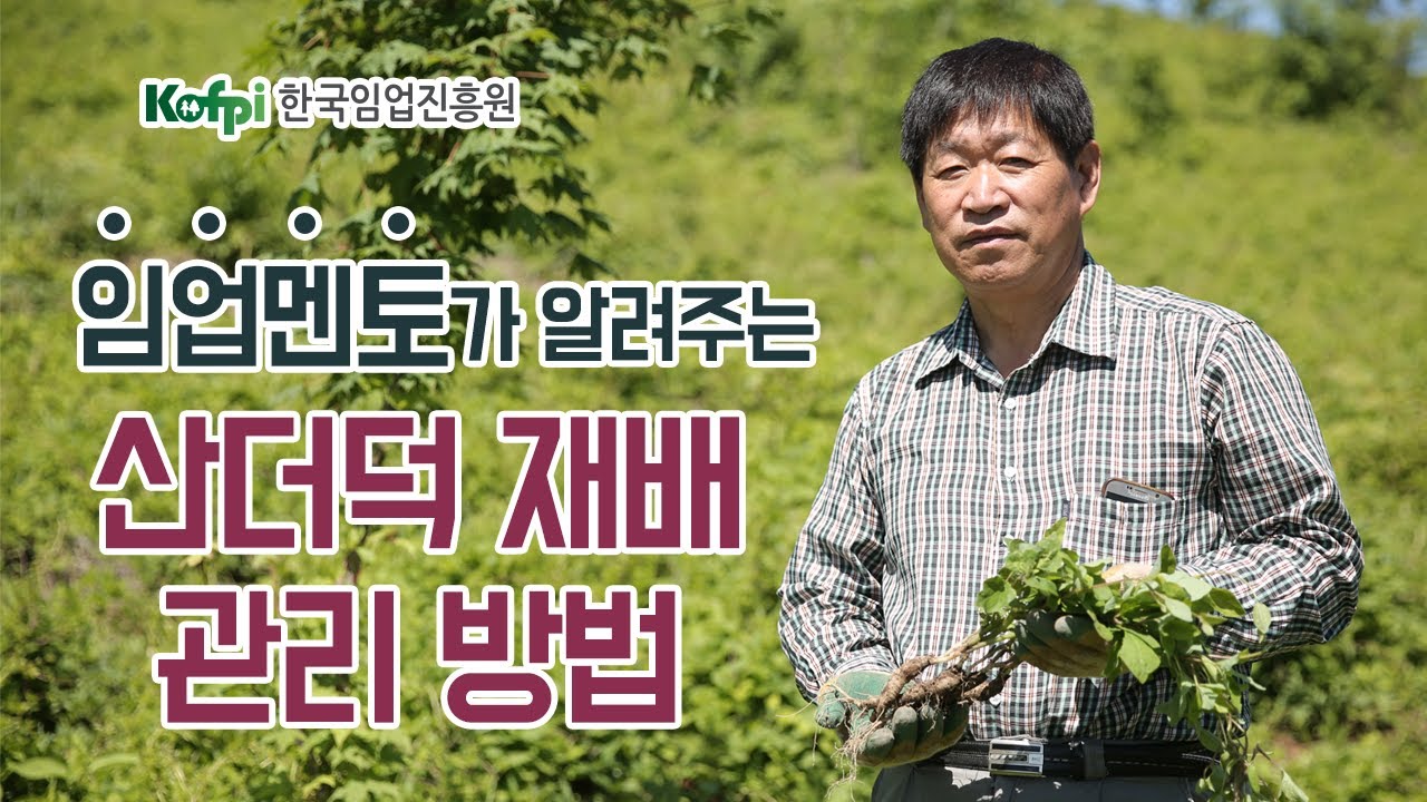 [산더덕 재배] 3차-산더덕 파종 및 시비 방법│청정임산물재배교실