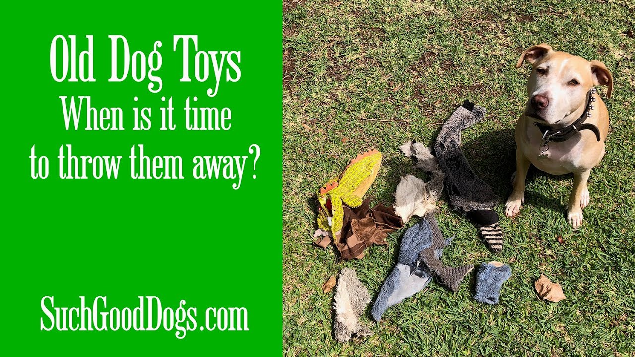 Old Dog Toys...when is it time to throw them away?  Training with Such Good Dogs