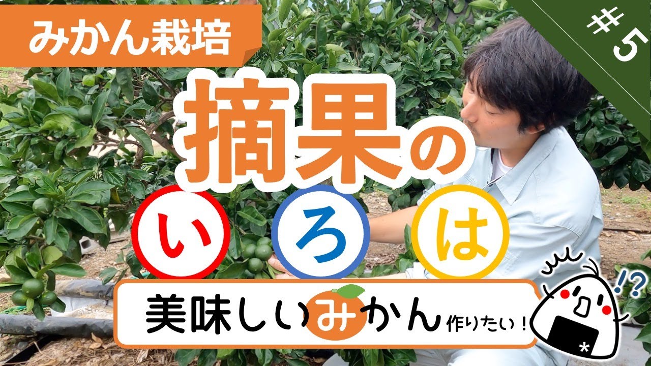 【みかん栽培】#5 摘果