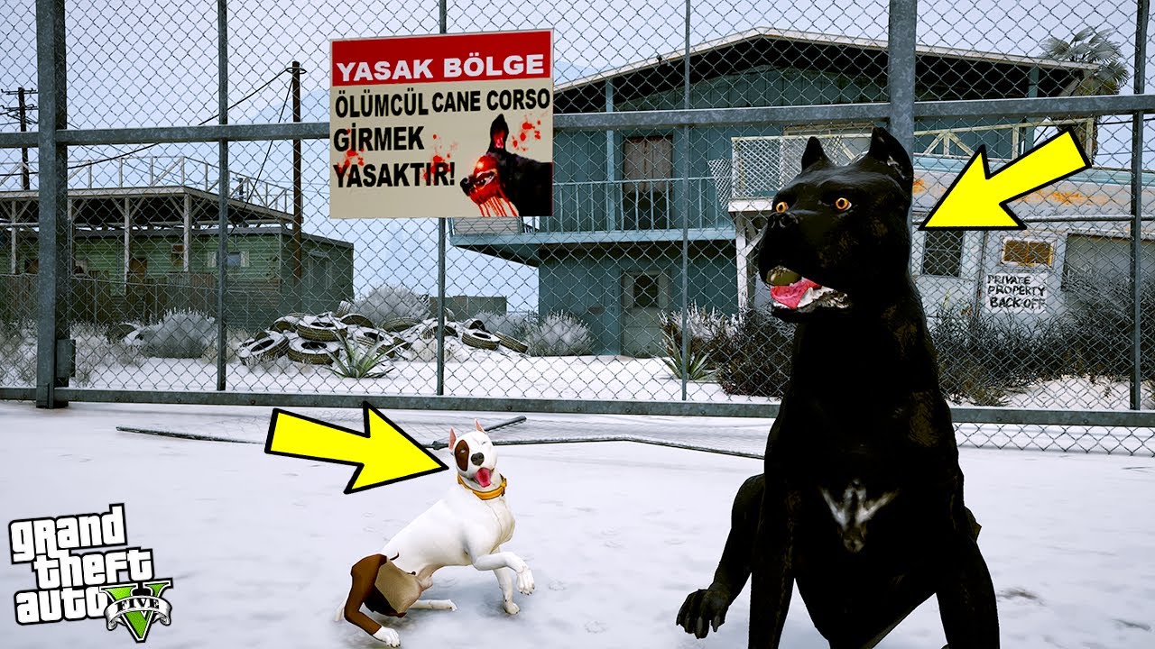 YAVRU PİTBULL AMCASI CANE CORSO HIRÇIN'LA TANIŞIYOR! - GTA 5