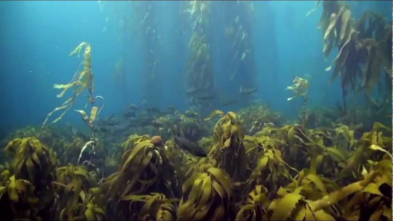 Tasmania's Disappearing Kelp Forests