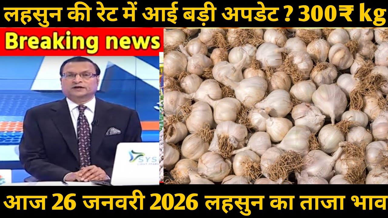नीमच लहसुन neemuch , January  जनवरी लहसुन ताजा भाव lahsun price, lahsun news, Indore Mandi