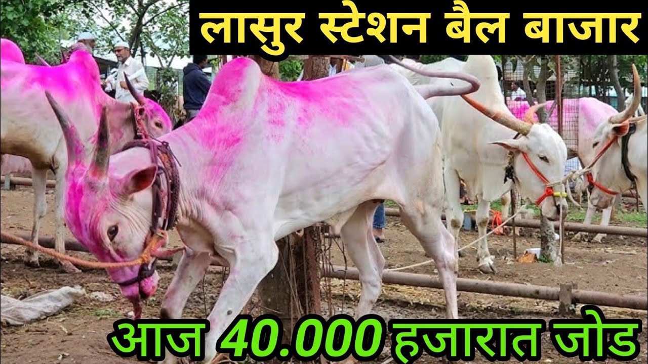Lasur station bail bajar|lasur station bail bajar video|lasur station bail bajar Sunday|