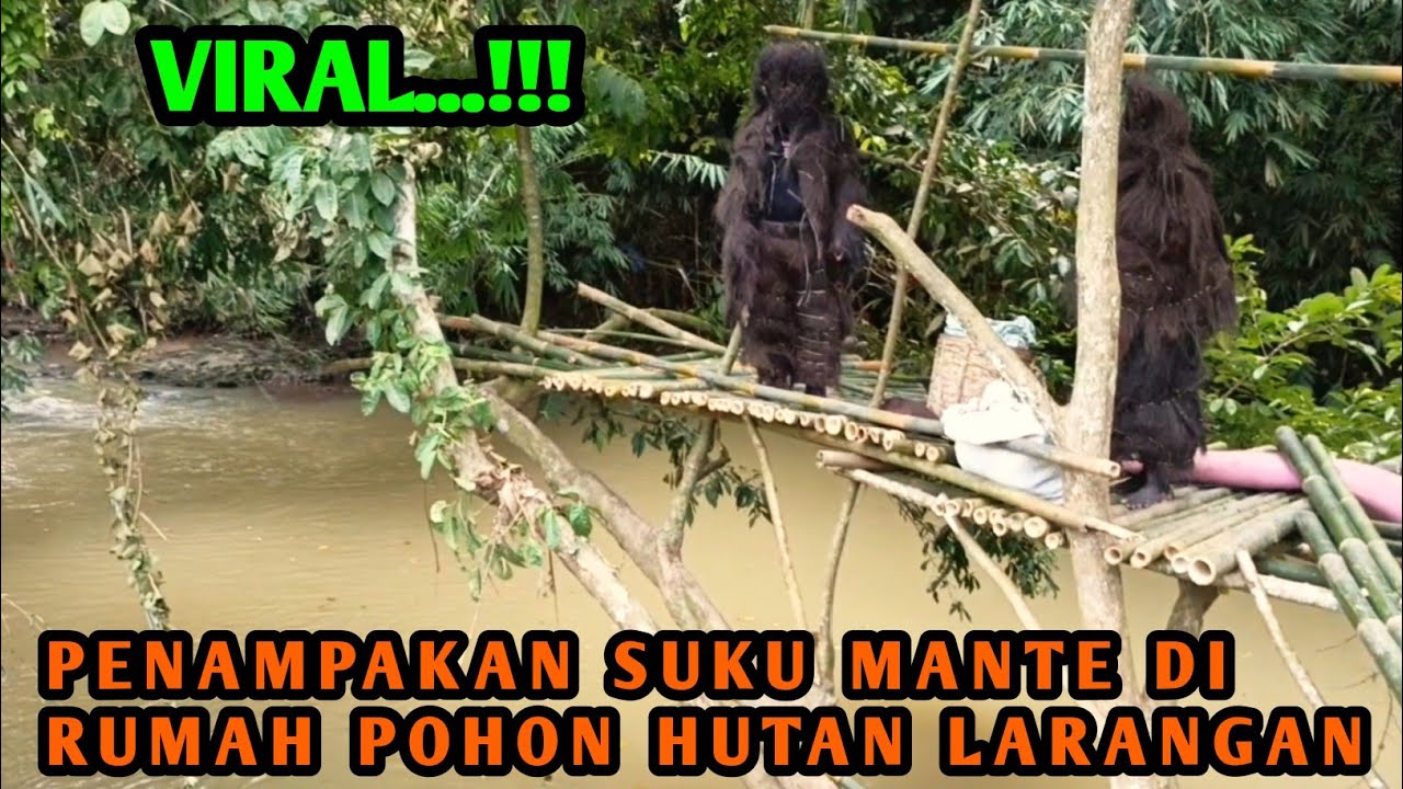 VIRAL...!!! PENAMPAKAN SUKU MANTE DI RUMAH POHON HUTAN LARANGAN 