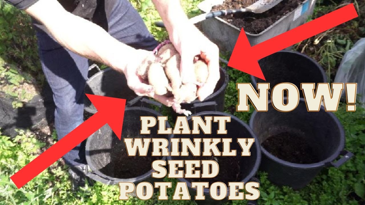 I'm planting potatoes NOW! In case we run out of food!!