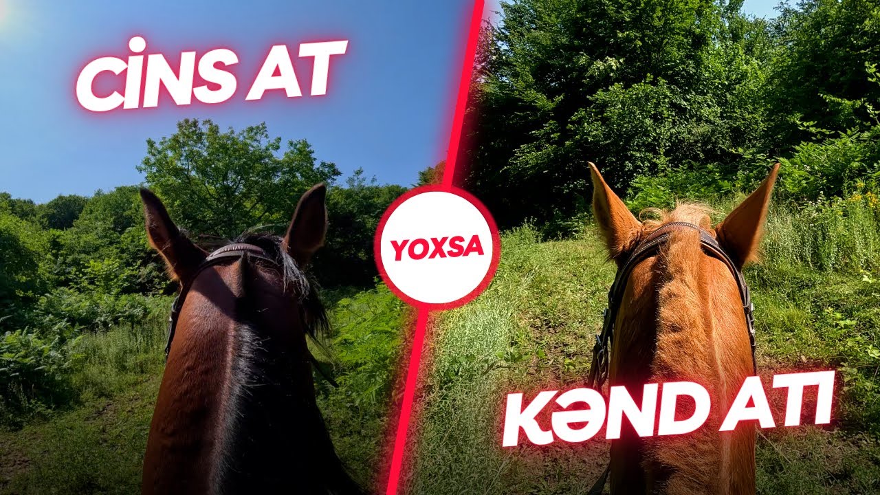 ATLAN - Cins at yoxsa Kənd atı ?