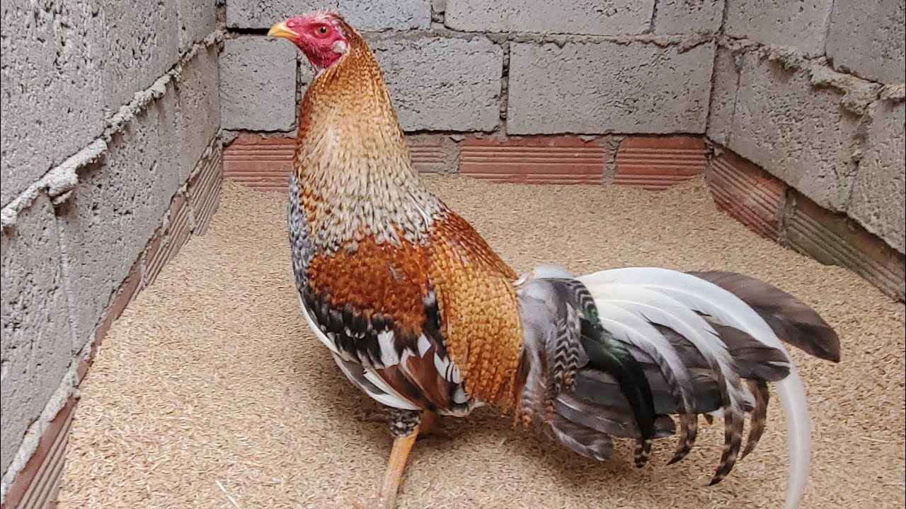 CRIADERO PASTRANA DESDE ECUADOR, PURO GALLOS ASIL.