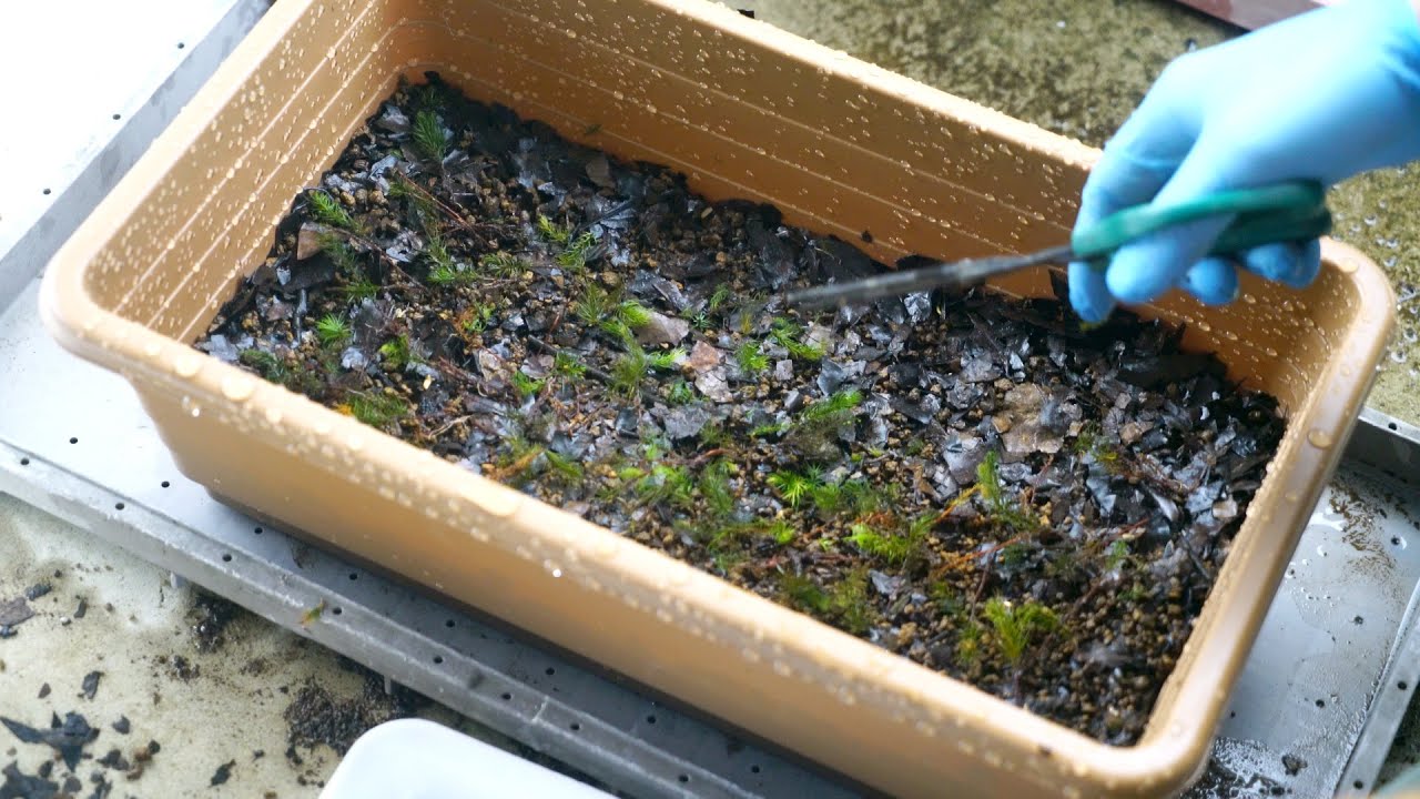 余った苔どうしてる？苔農家が教えるご自宅でできる苔の長期栽培保管-ヒノキゴケ編