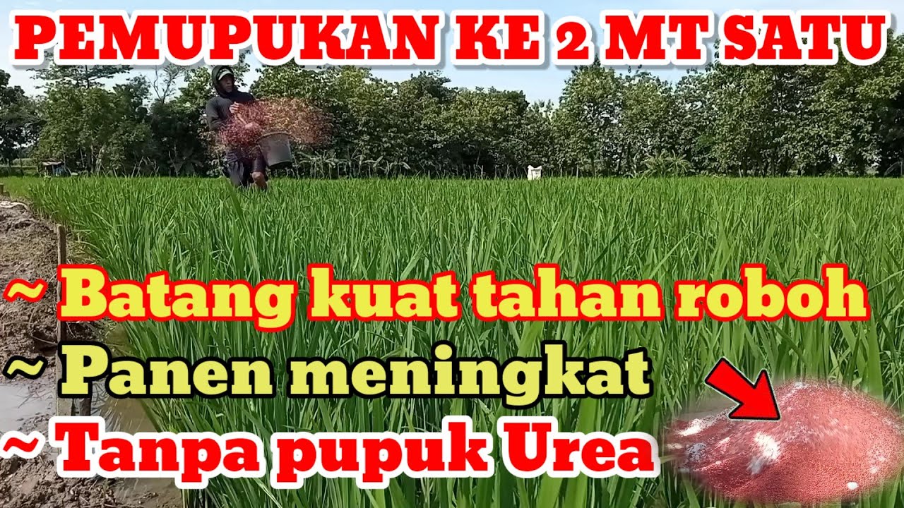 Pemupukan padi ke 2 pada musim penghujan.