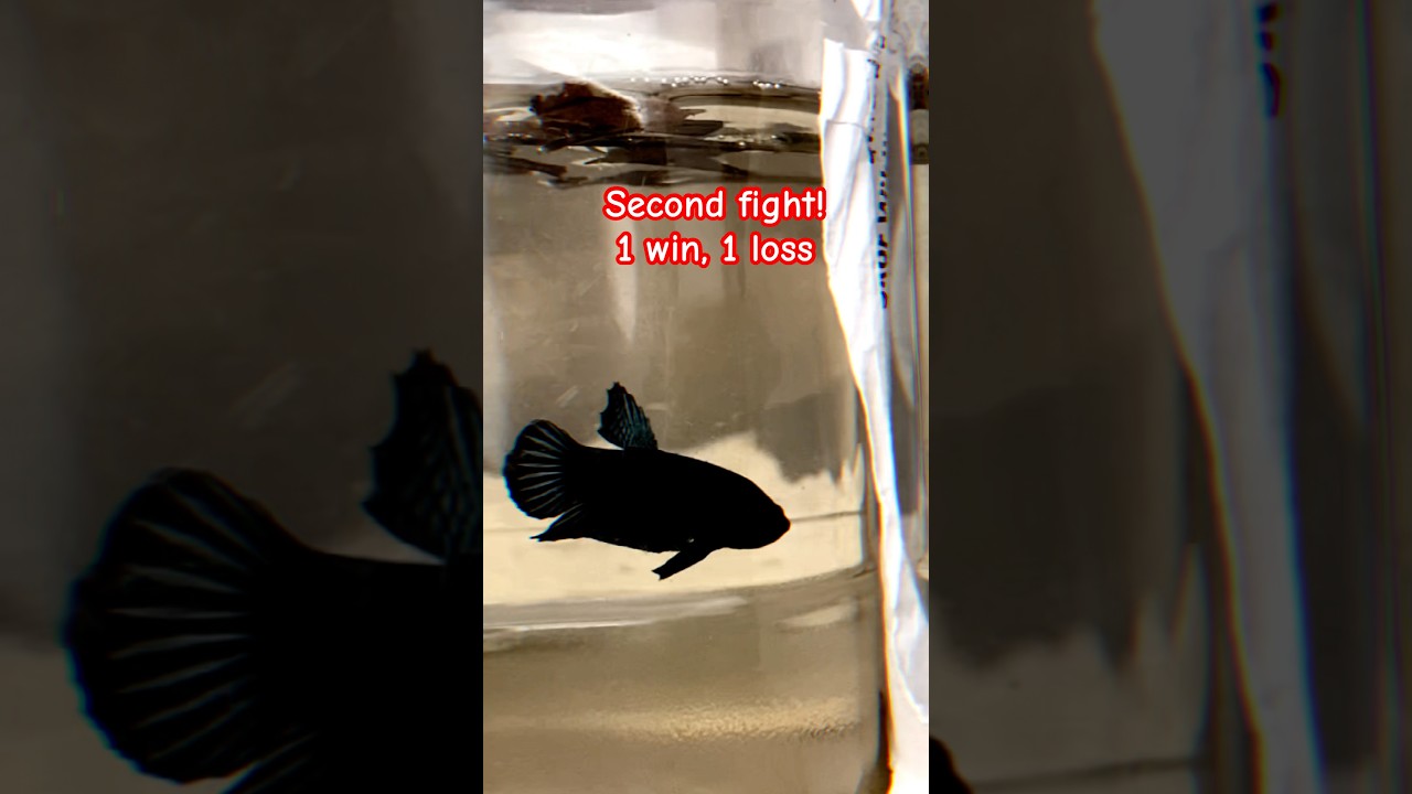 Second fight: 1 win, 1 loss! #aquaticlife