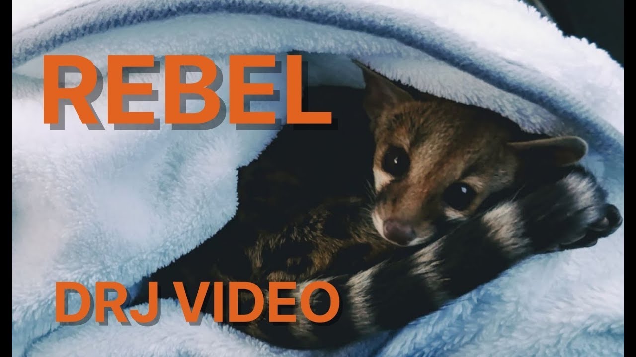 Meet Rebel the pet Genet!
