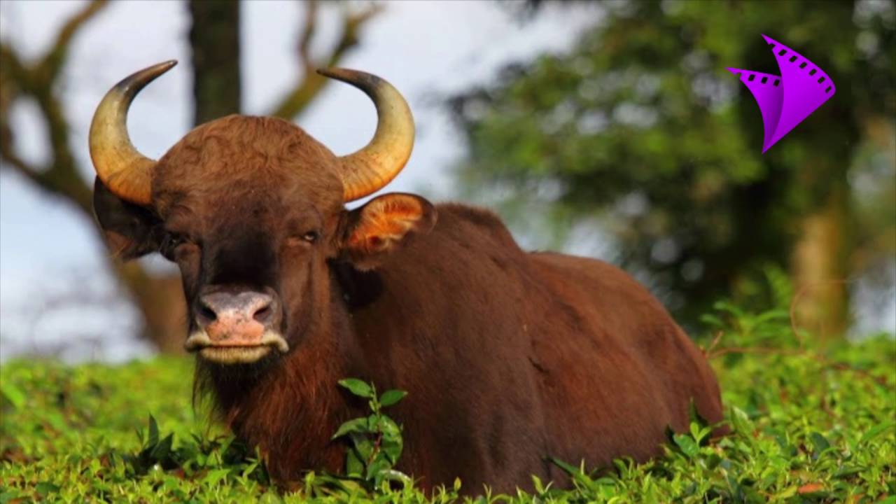Wild Animal Repellent for agricultural areas near forest cover
