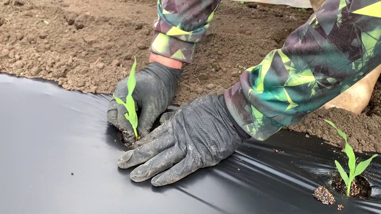 農家が教えるトウモロコシの育て方　20/4/24