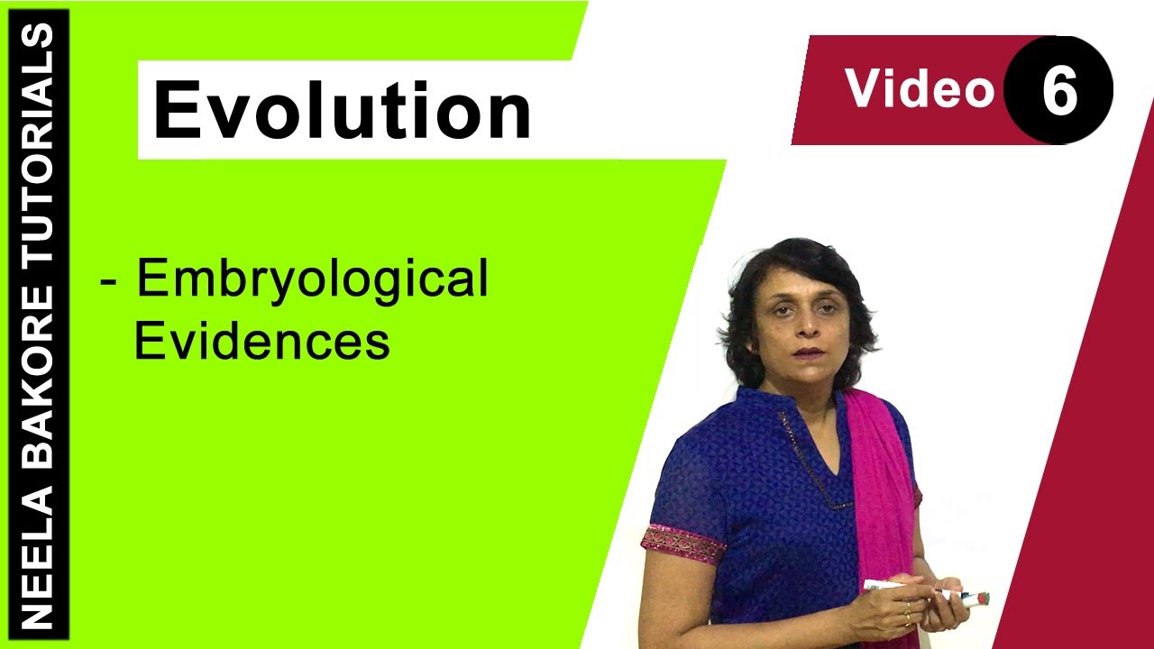 Evolution | NEET | Embryological Evidences | Neela Bakore Tutorials