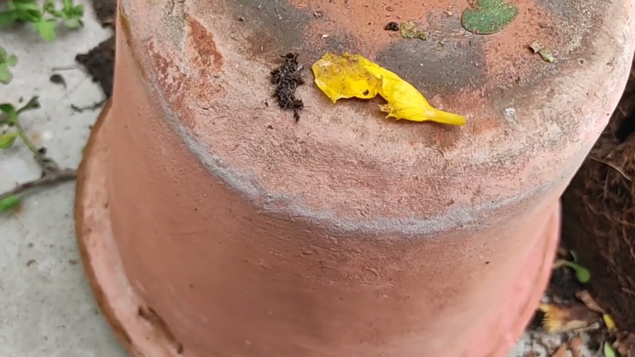 मेरे प्लांट को क्या हुआ