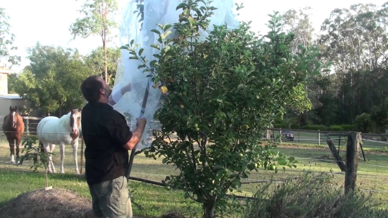 Full Apple Tree netting Demo Protect Against Fruit Fly Birds & Other Animals