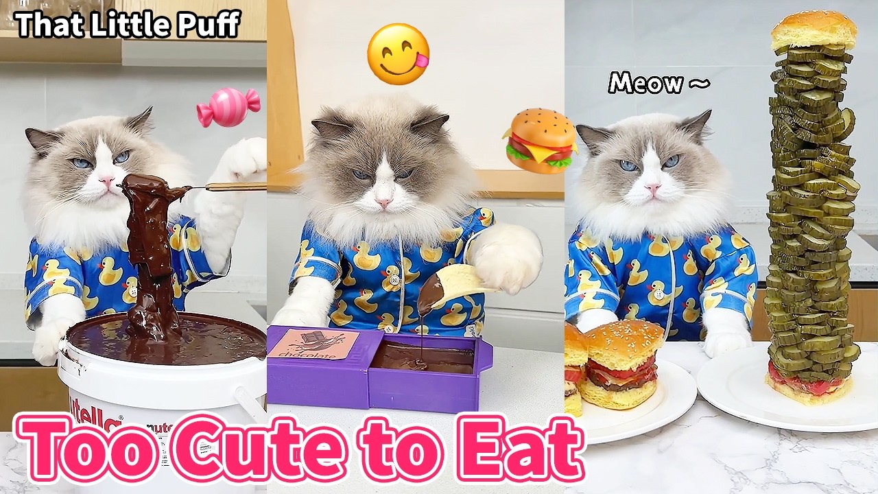 Замечательные кулинарные идеи от шеф-повара Паффа 🐱🍳✨ | Маленький Пафф